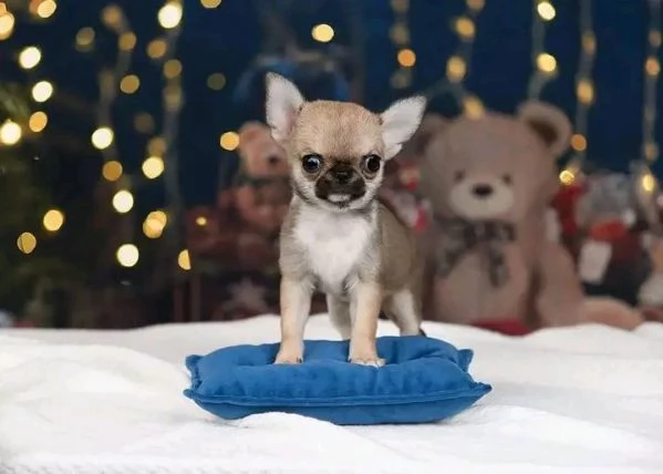 Dolce chihauhau lungo pelo femmina