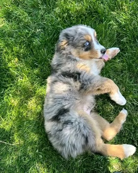 Regalo Australian Shepherd maschio