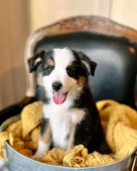 Regalo Australian Shepherd maschio | Foto 0