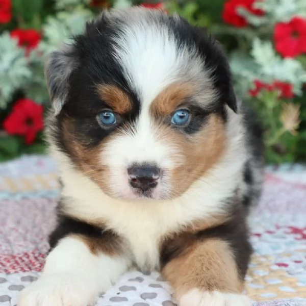 REGALO PASTOR AUSTRALIANO | Foto 0