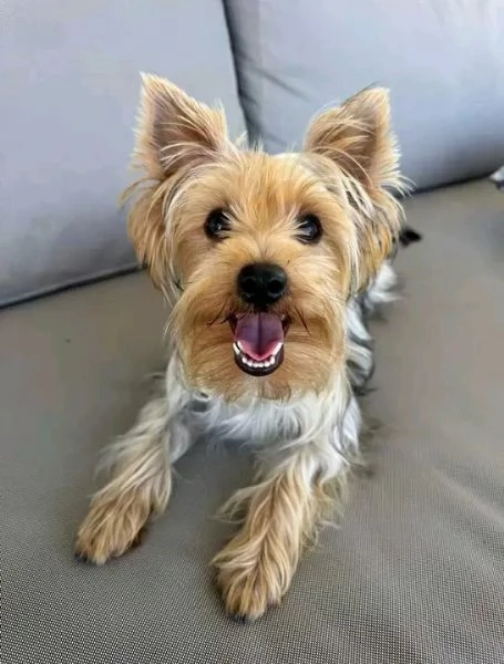 Dolce  maschio e  femminuccia di  Yorkshire  | Foto 0