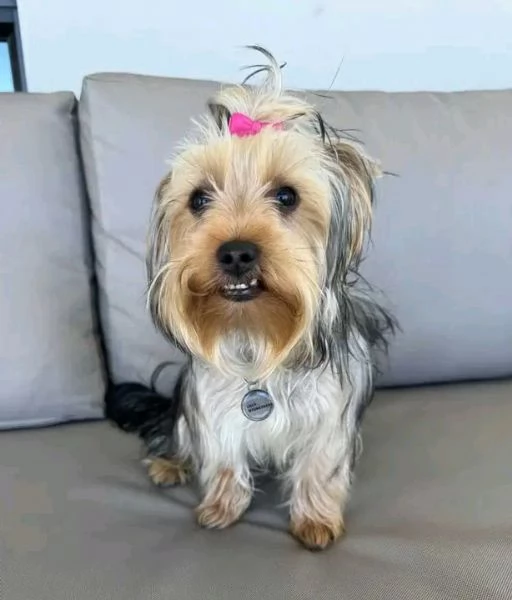 Dolce  maschio e  femminuccia di  Yorkshire 