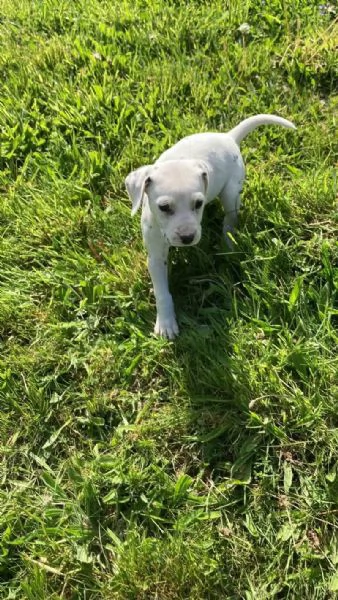 REGALO DALMATA | Foto 0