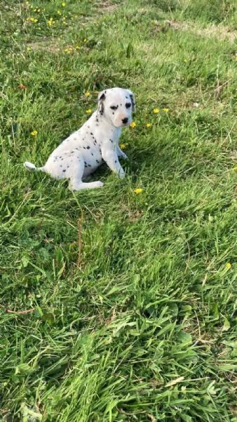 REGALO DALMATA | Foto 0