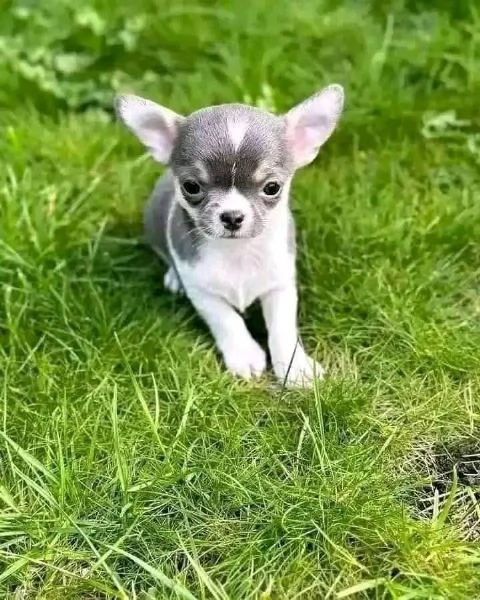 REGALO CUCCIOLI DI Chihuahua  | Foto 0