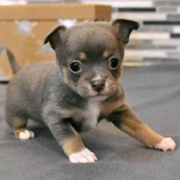 REGALO CUCCIOLI DI Chihuahua 