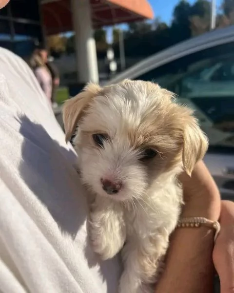 Disponibili Havanese di razza pura maschio e femmina | Foto 0