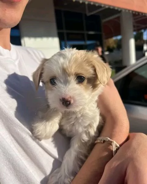 Disponibili Havanese di razza pura maschio e femmina