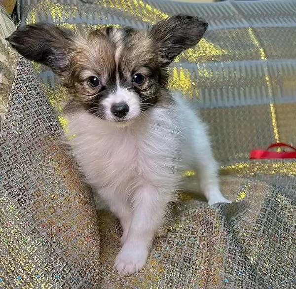 Disponibili Papillon di razza pura maschio e femmina | Foto 0