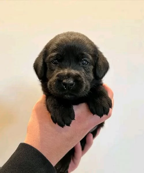Disponibili  Labrador di razza pura maschio e femmina | Foto 0