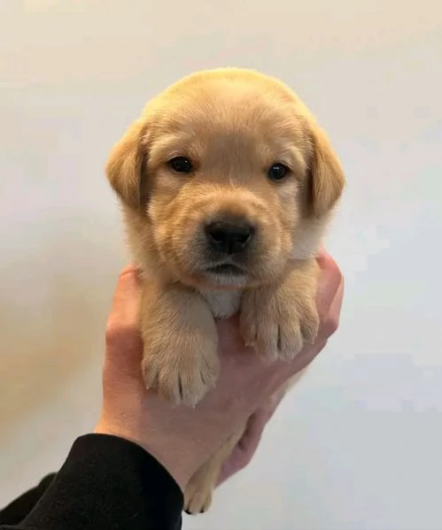 Disponibili  Labrador di razza pura maschio e femmina