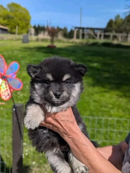 Disponibili Lapinkoira di razza pura maschio e femmina