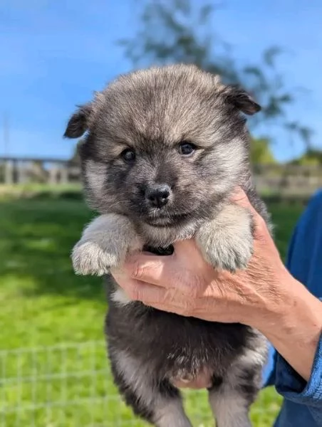 Disponibili Lapinkoira di razza pura maschio e femmina | Foto 0