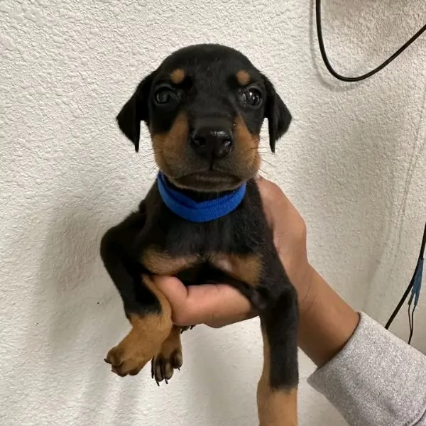 Disponibili Dobermann di razza pura maschio e femmina | Foto 0