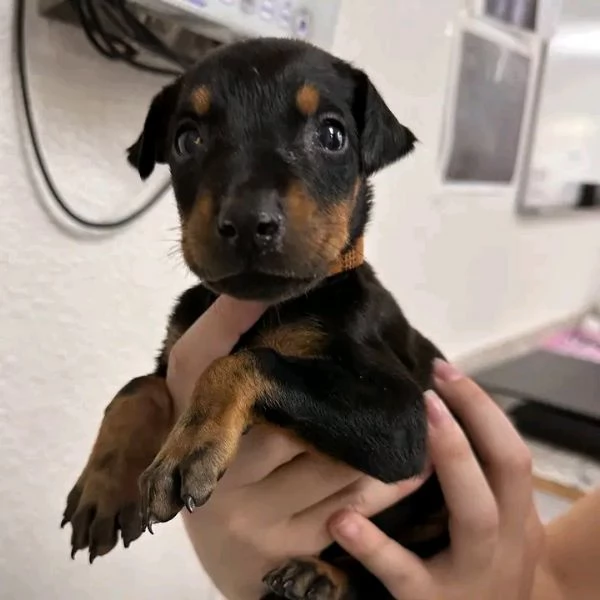 Disponibili Dobermann di razza pura maschio e femmina