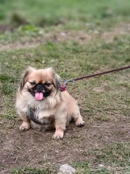 REGALO Chin Giapponese DISPONIBILI