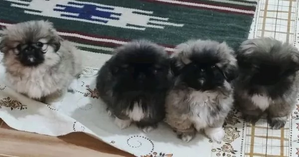 REGALO Chin Giapponese DISPONIBILI | Foto 0