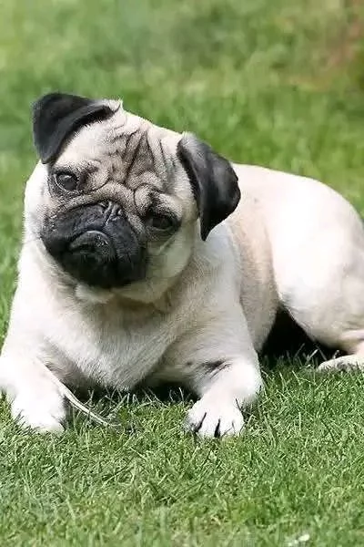 REGALO CARLINO MASCHIO E FEMMINA | Foto 0