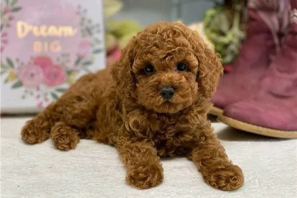 REGALO Barboncino  | Foto 0