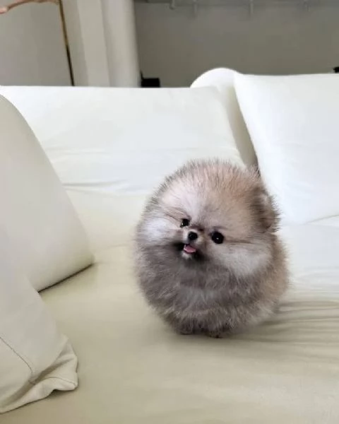 REGALO Volpino Pomeranian 