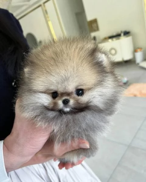 REGALO Volpino Pomeranian  | Foto 0