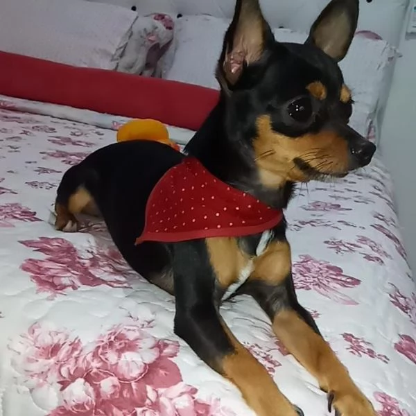 Disponibili Pinchers di razza pura maschio e femmina