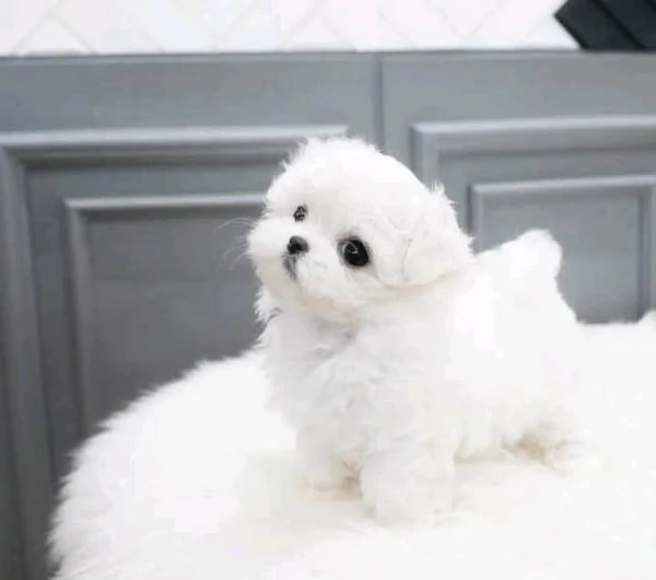 REGALO Maltese  | Foto 4