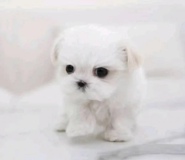 REGALO Maltese  | Foto 0