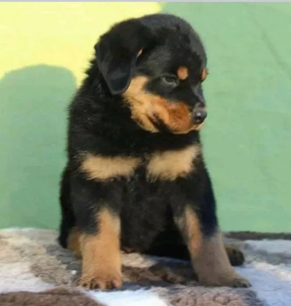 Disponibili Rottweiler di razza pura maschio e femmina | Foto 0