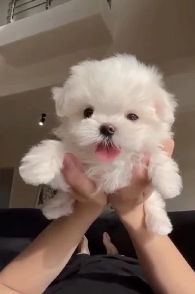 Regalo maltese toy mini 