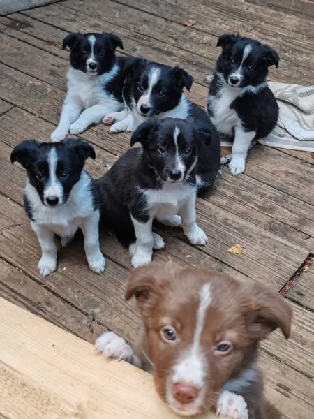 Vendo cuccioli di border collie femmine 