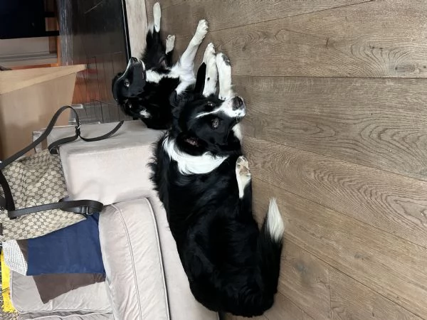 Vendo cuccioli di border collie femmine  | Foto 4