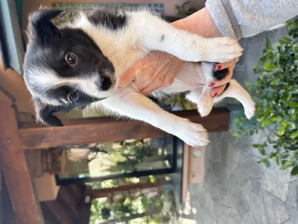 Vendo cuccioli di border collie femmine  | Foto 3