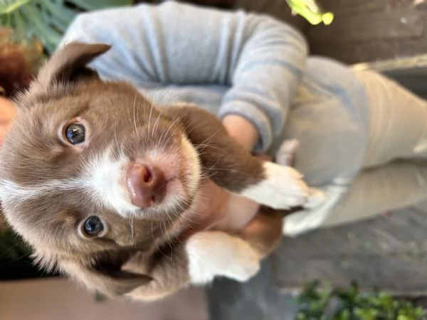 Vendo cuccioli di border collie femmine  | Foto 0