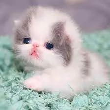 Gattini persiani sani in vendita