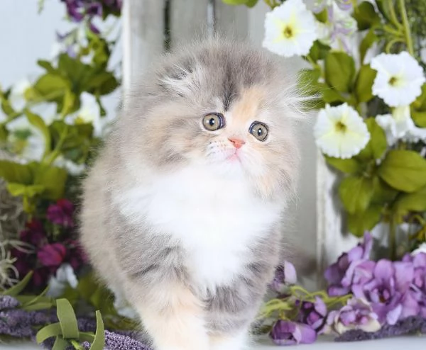 Gattini persiani sani in vendita | Foto 0