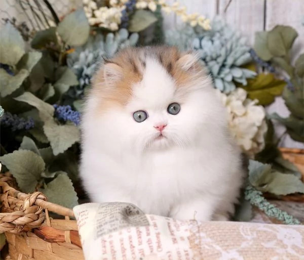 Meravigliosi gattini persiani in vendita | Foto 0