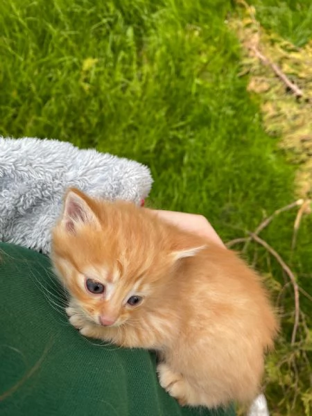 Regalasi urgentemente 3bellissimi gattni