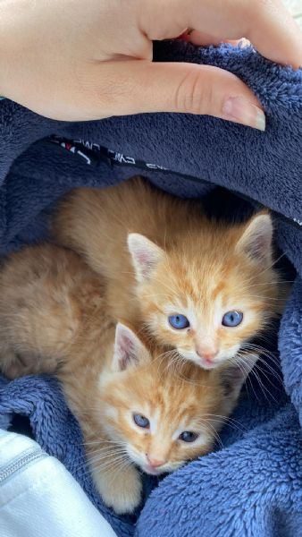 Regalasi urgentemente 3bellissimi gattni | Foto 0