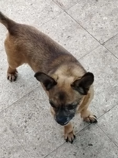 Regalo pincher taglia piccola