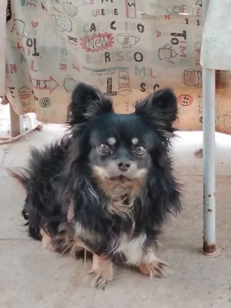 Regalo pincher taglia piccola | Foto 0