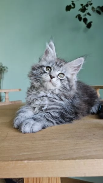 Gatti maine coon