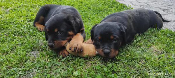 Cuccioli di Rottweiler