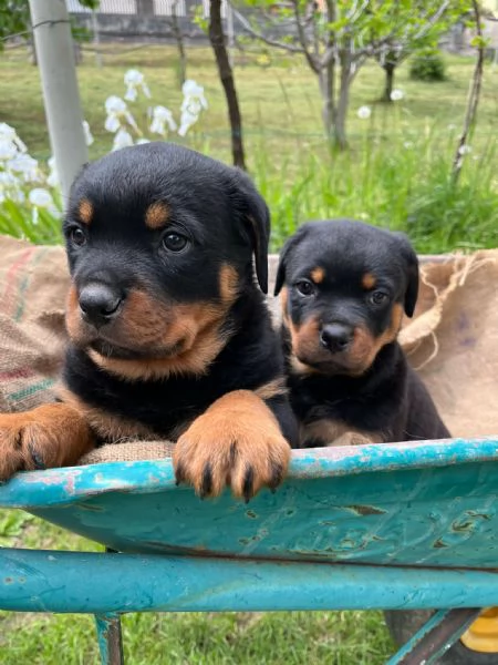 Cuccioli di Rottweiler | Foto 1