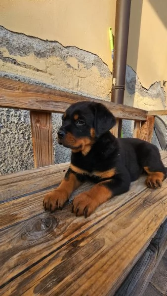 Cuccioli di Rottweiler | Foto 0