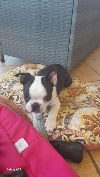 Cuccioli Boston Terrier  | Foto 8