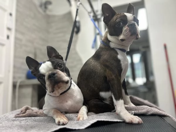 Cuccioli Boston Terrier  | Foto 5