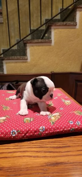 Cuccioli Boston Terrier  | Foto 3