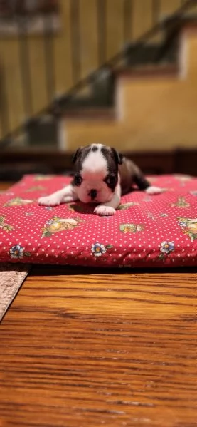 Cuccioli Boston Terrier  | Foto 2