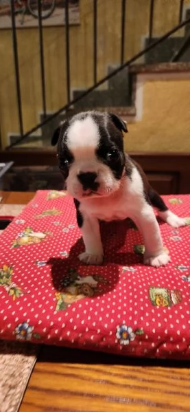 Cuccioli Boston Terrier  | Foto 1